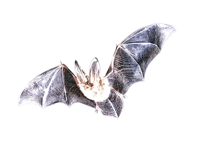 Chauve-souris