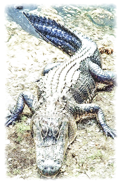 Crocodile