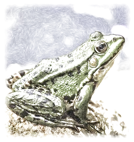 grenouille