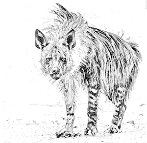 Hyène à tête rouge