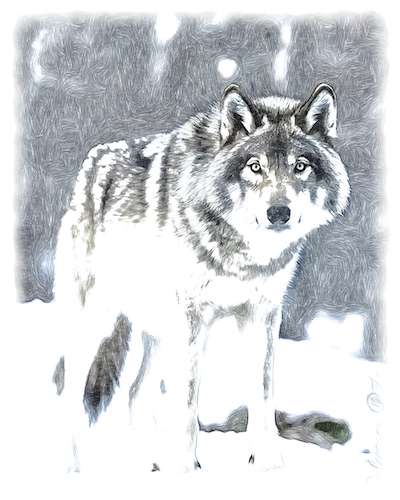 Loup