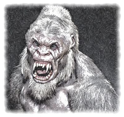 Mandrill des montagnes