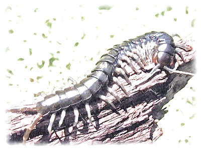 Mille pattes géant