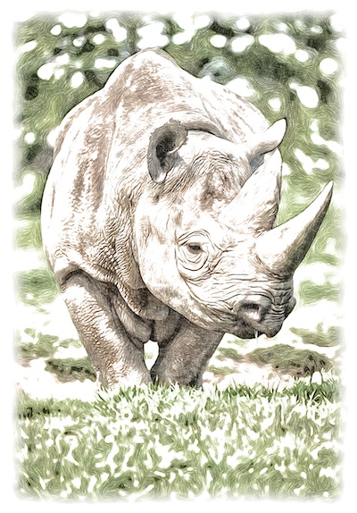 Rhinocéros