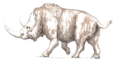 Rhinosaure