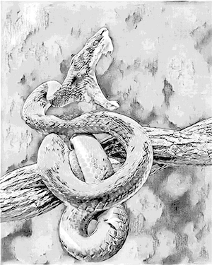 Serpent venimeux