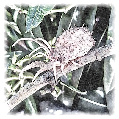 Tique-Épine