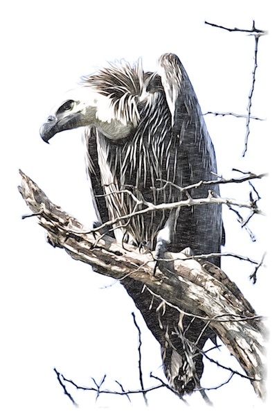 Vautour