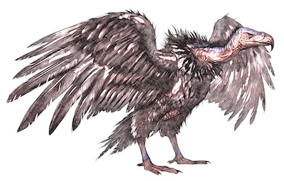Vautour géant